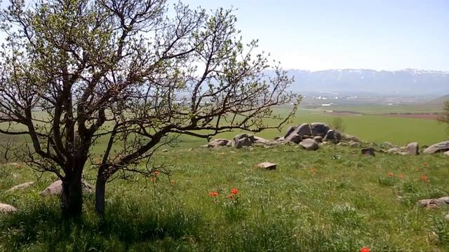 тюльпаны Грейга в Южном Казахстане смотреть онлайн