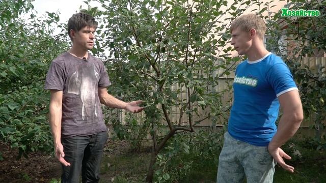 Когда сажать осенью деревья? Какого размера должна быть яма? смотреть онлайн