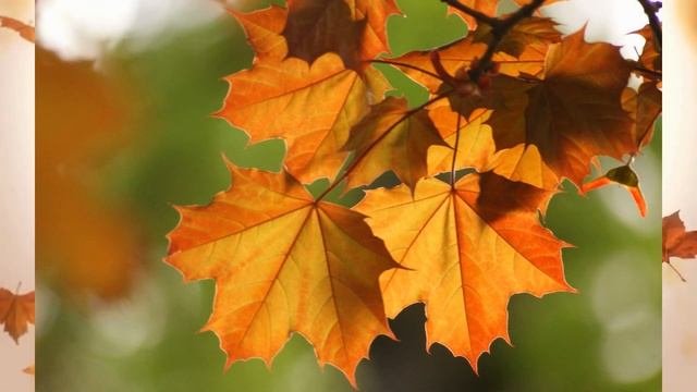 "Ах, возраст осени..." / Ко Дню пожилого человека/ смотреть онлайн