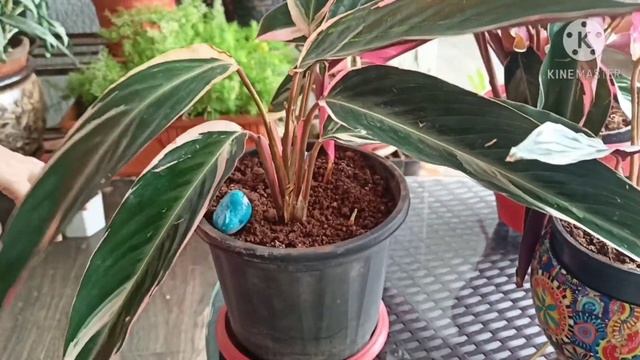 Stromanthe Triostar || Calathea (Prayer Plant) || Care Tips & Maintenance || Houseplant смотреть онлайн