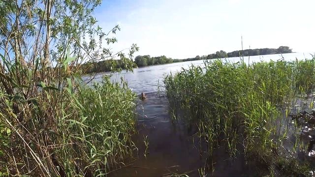 Пошли в поход!!! ДЖЕК РАССЕЛ на природе. смотреть онлайн