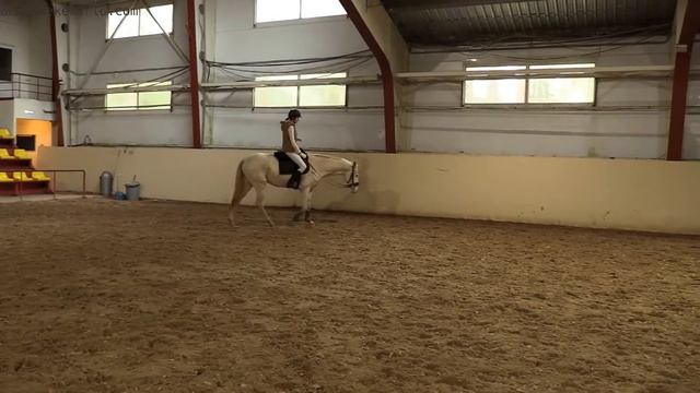 Ахалтекинская кобыла Рухама-Шаэль смотреть онлайн