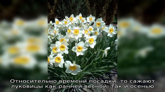 Нарциссы садовые: особенности посадки и выращивания весенних первоцветов смотреть онлайн