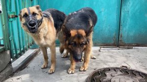 Немецкая Овчарка Радж. Вязка. 4К