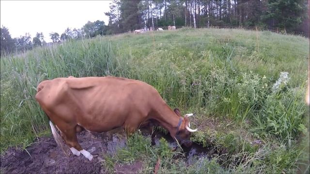 Начало сенокоса. Кормление телят по методу лентяйки. смотреть онлайн