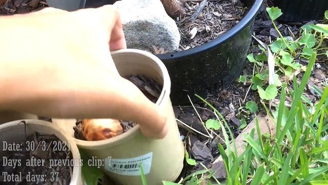 How to grow Araucaria bidwillii (Bunya Pines) from Seeds with Results смотреть онлайн