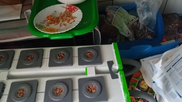 Гидропоника своими руками (питательный слой) смотреть онлайн