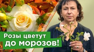 НЕ ЖАЛЕЙТЕ РОЗЫ, РЕЖЬТЕ! Как правильно обрезать и чем подкормить розы летом для новой волны цветения