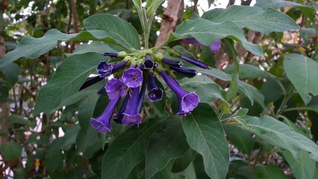 Deep Blue Iochroma Australis - Acnistus Eriolarynx Australis - Blue Brugmansia HD 02