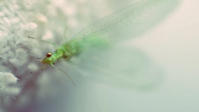 Златоглазка смотреть онлайн