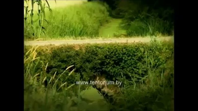 Как пчёлы мёд собирают Смешной мультик о пчелах смотреть онлайн