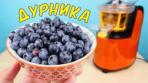 Что если выжать сок из Дурники (Голубики)_ Дурника - самая крутая ягода в мире! смотреть онлайн