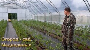 Фермерская теплица для томатов и огурцов