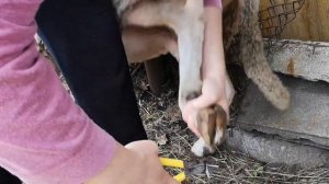 стрижём копыта овце