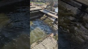 первый запуск рыбы в рыбоуловитель