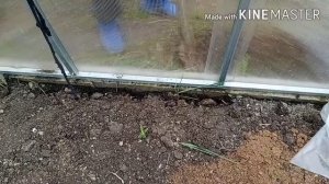 Как оградить корни малины