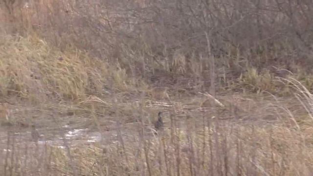 Тетерева со всех окрестностей слетелись на эту дорогу. смотреть онлайн