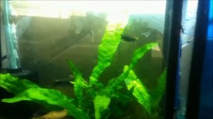 Тетра пальмери разведение. Nematobrycon palmeri