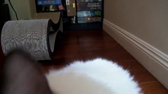 Котик мурлычет. смотреть онлайн