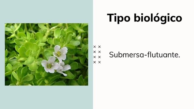 Plantas Low Tech: Bacopa monnieri смотреть онлайн