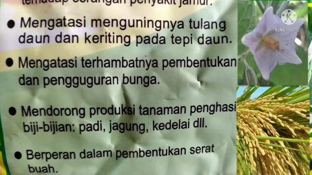 manfaat pupuk kalsium ManoHARA mesh dan dosis Semprot serta Kocor pada tanaman смотреть онлайн