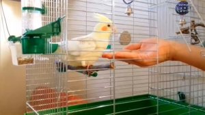 Как приручить кореллу 4. Неужели он сел ?!?!?