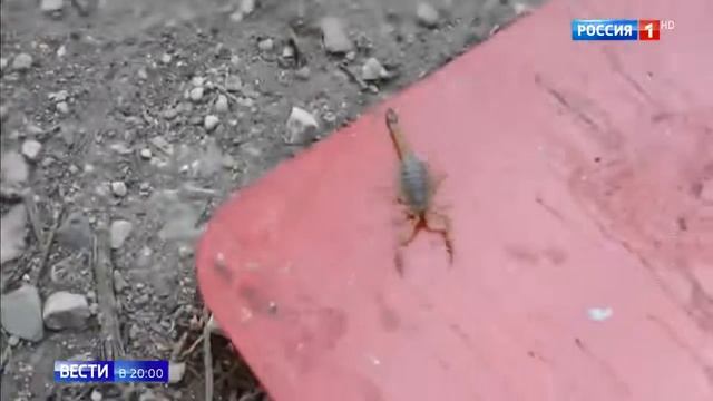 В Казани в Пятерочке женщина купила виноград со скорпионом смотреть онлайн