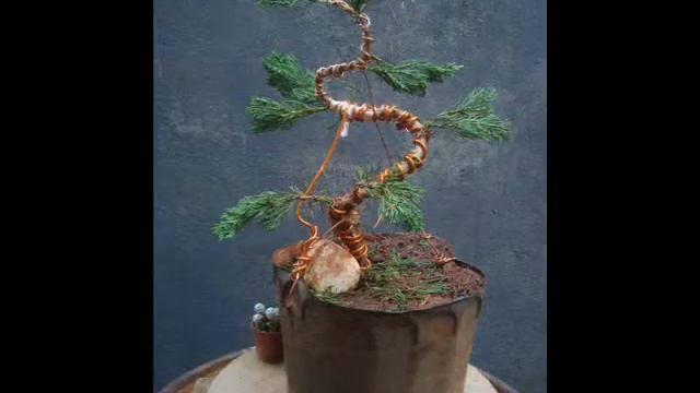 Aramação Juníperus Kaizuka - Bonsai Juiz de Fora смотреть онлайн