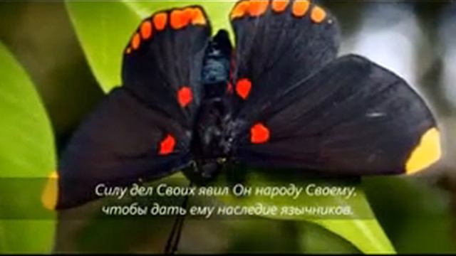 Псалом 110 Дело ГОСПОДА слава и красота смотреть онлайн