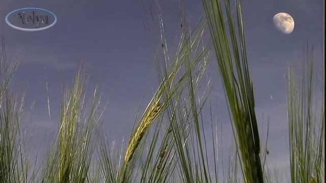 ПРИТЧА о МАМЕ... АНГЕЛ-ХРАНИТЕЛЬ....mp4 смотреть онлайн