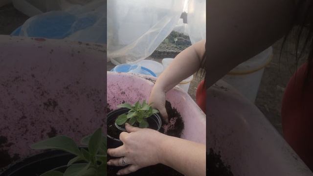 Перевалка вегетативной петунии