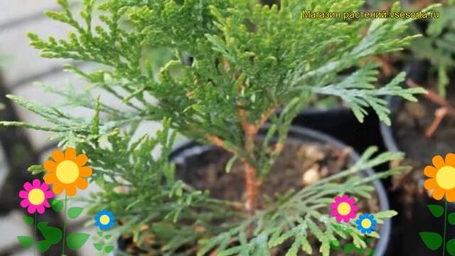 Туя западная Спотти Смарагд. Краткий обзор, описание характеристик Spotty Smaragd смотреть онлайн