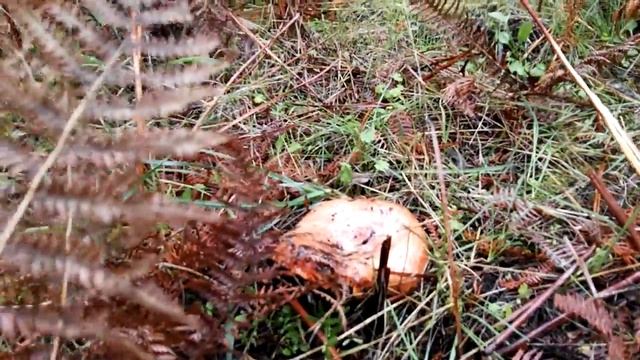 Consejo para encontrar Niscalos (Lactarius deliciosus). смотреть онлайн