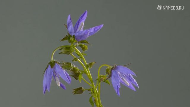 Земные знаки Зодиака в любви смотреть онлайн