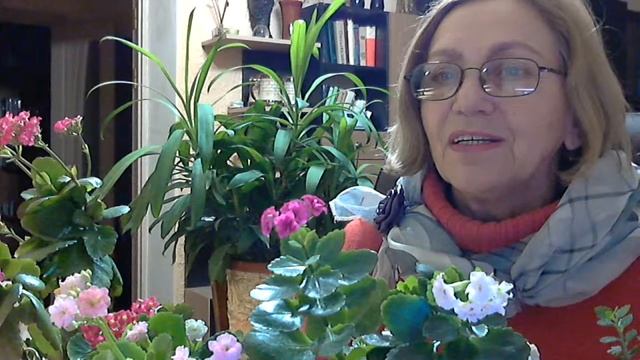 Пеларгонии и каланхоэ зимой! смотреть онлайн