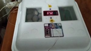 Совмесная инкубация индюшиных и куриных яиц.  Первое овоскопирование