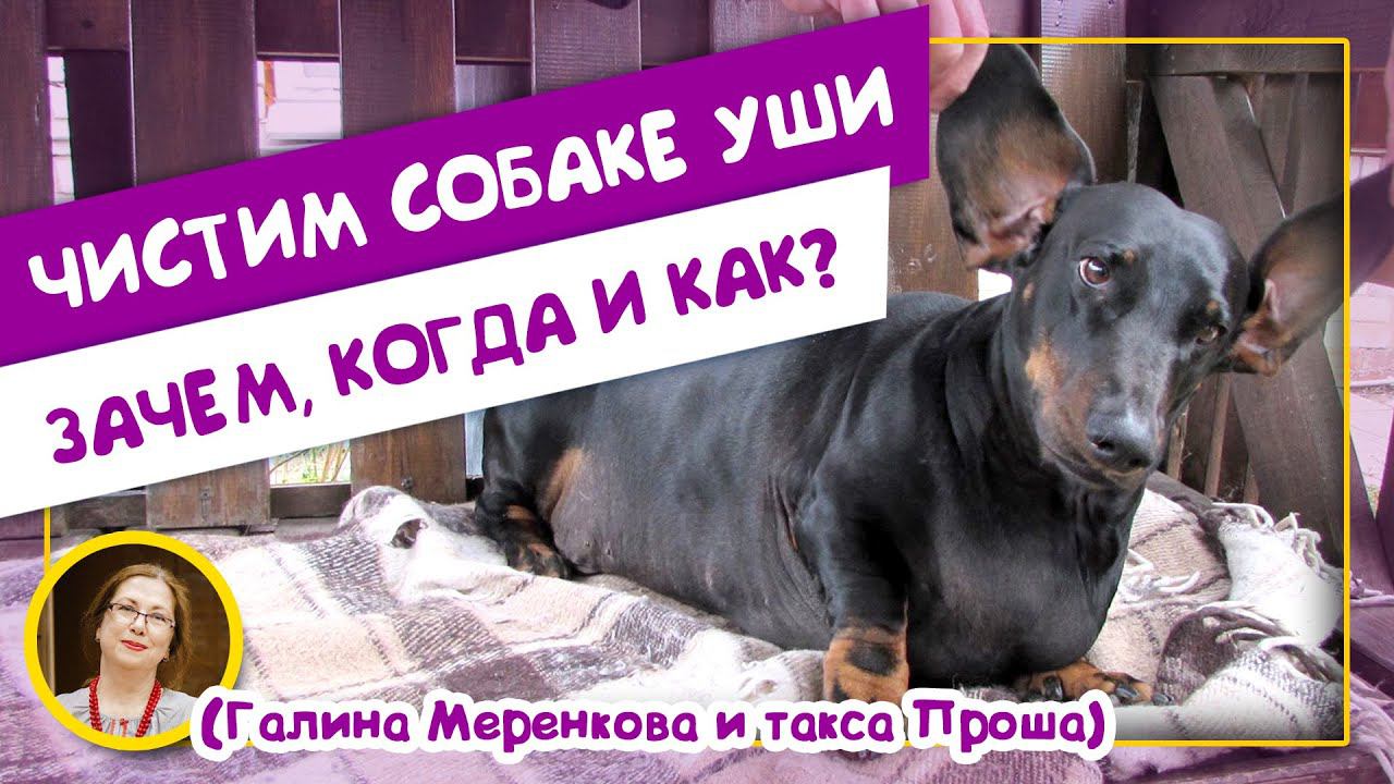 Чистим собаке уши. Зачем, когда и как? (Галина Меренкова и такса Проша)