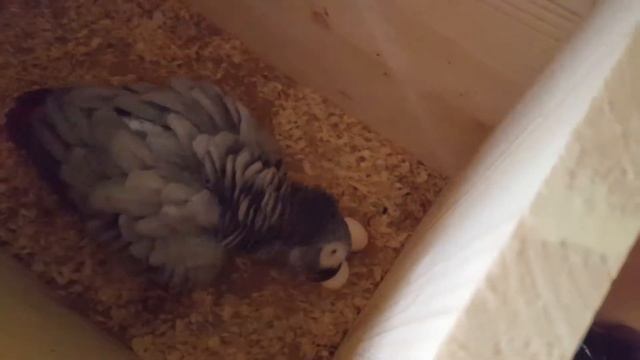 Разведение Жако