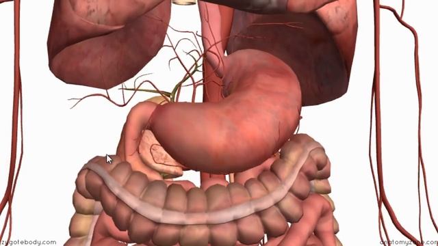 Blood Supply to the Gut (Introduction) - Part 1 (Arterial Supply) смотреть онлайн