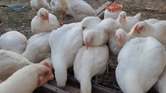 Наша жизнь в селе \ Как же они мне уже надоели смотреть онлайн