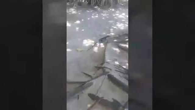 Наше путешествие на местном поезде на красивейший пляж Бентота смотреть онлайн