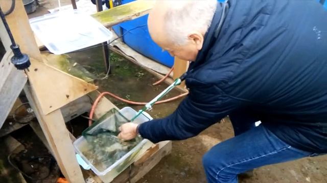 Трифонская стерлядь из теплицы смотреть онлайн