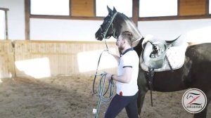 Первоначальная подготовка при заездке молодой лошади под седло. Продолжение. 2 часть.