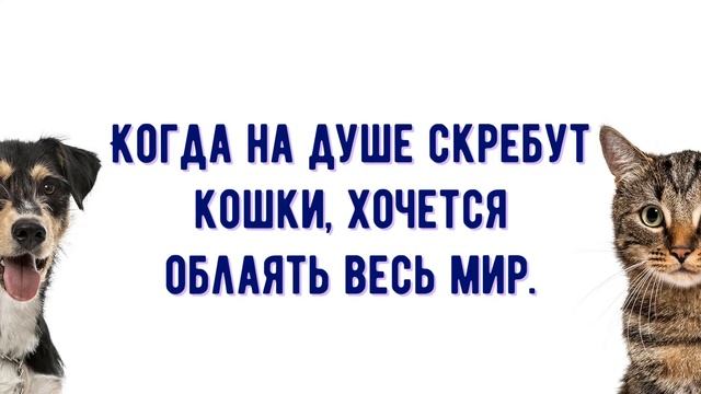 ЦИТАТЫ О КОШКАХ И СОБАКАХ. АФОРИЗМЫ. ПРОСТЫЕ СЛОВА. смотреть онлайн