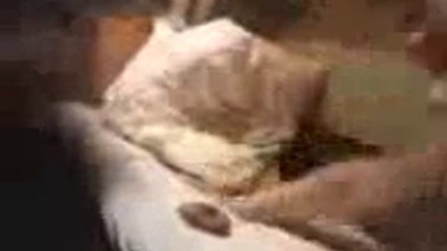 Товарищ !! Проснитесь =).3gp смотреть онлайн