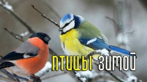 Птицы зимой (25 видов) и их зимние голоса (Птицы России) / Фильм 66
