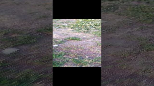 полетел получается