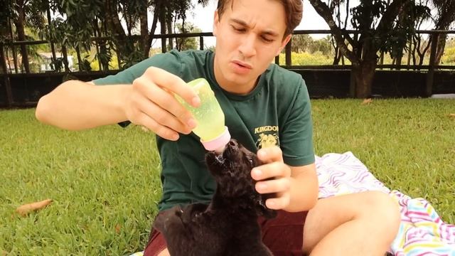 OUR BABY LION FINALLY POOPED ! смотреть онлайн