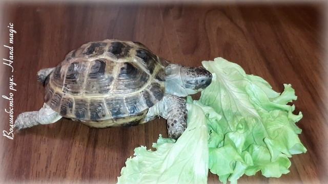 23 мая - Всемирный день черепахи. Да здравствуют черепахи! С Днем черепахи! смотреть онлайн