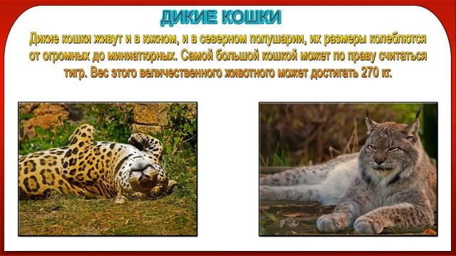 Презентация дикие и домашние животные 1 класс смотреть онлайн